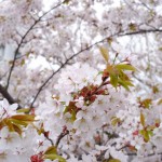室蘭八幡の桜（２０１２）