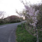 桜ロード３