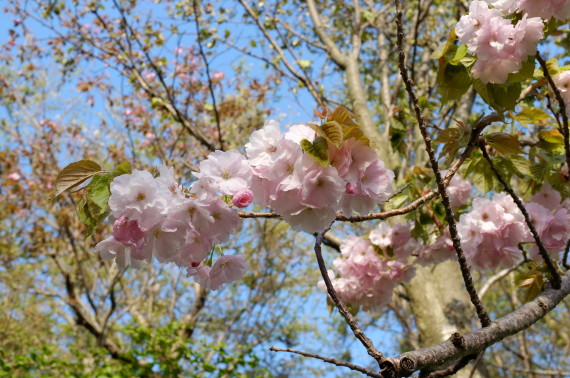 塩竈桜　２０１３年