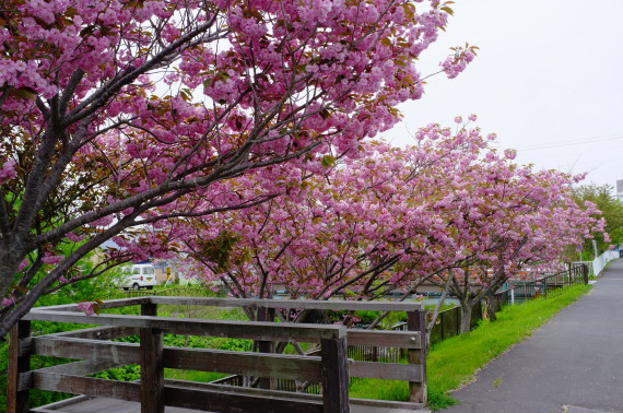 鷲別川沿いの桜２０１３年