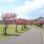 白鳥台北公園のサクラ2012