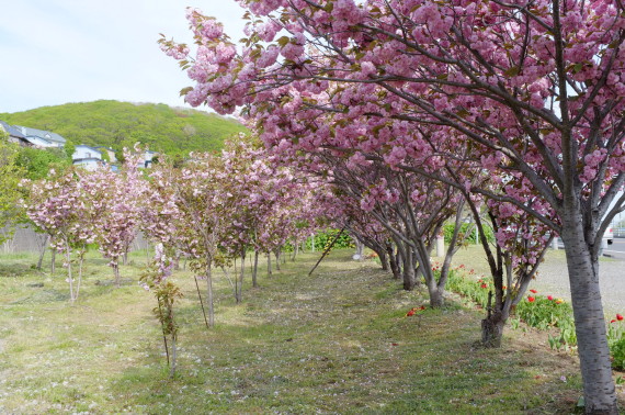 幌萌町バス停の桜並木　２０１２年