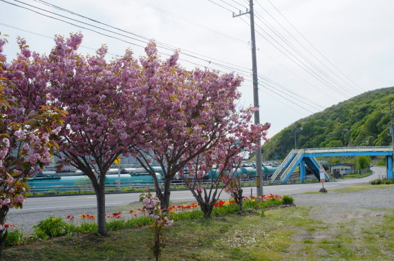 幌萌町バス停の桜並木　２０１２年